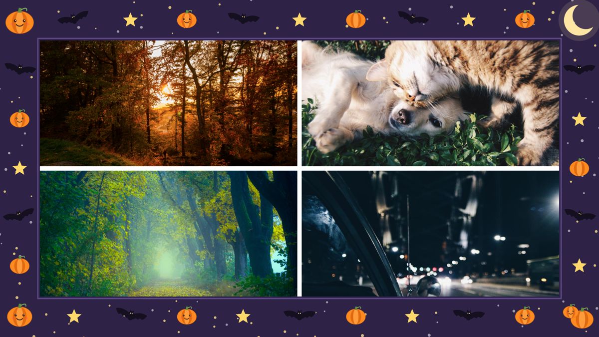 Photo Collage: a 2x2 collage of autumn woods, a cat and a dog, a misty forest path and a city street at night inside the Halloween frame with pumpkins, bats, stars and a moon